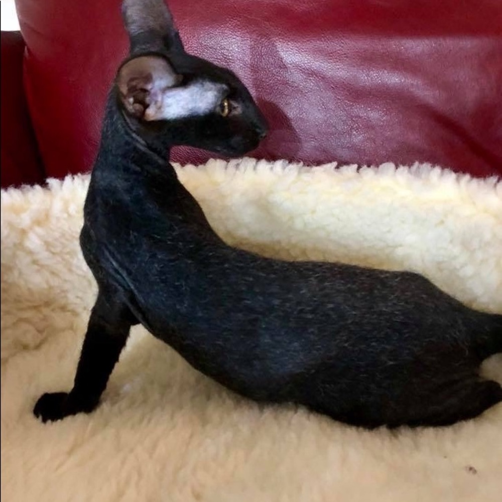 Meet your Posher, Joy